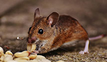24 Hour & Emergency Exterminators in Lone Hickory, NC